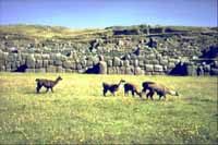 Incaernes forsvarsværker